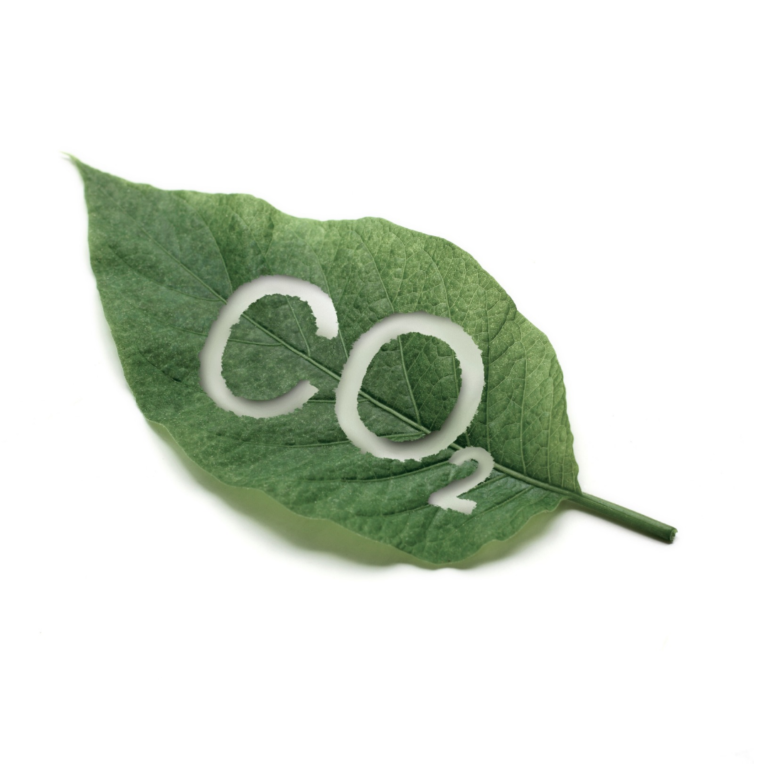 Quantas árvores compensam uma tonelada de CO²?